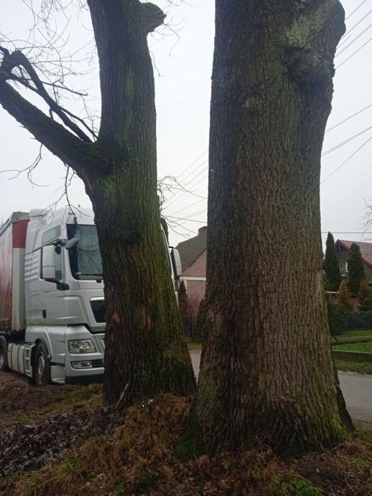 Sprzedam dęby kłody na pniu