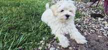Suczka maltipoo, pudel maltańczyk z komleptem szczepień