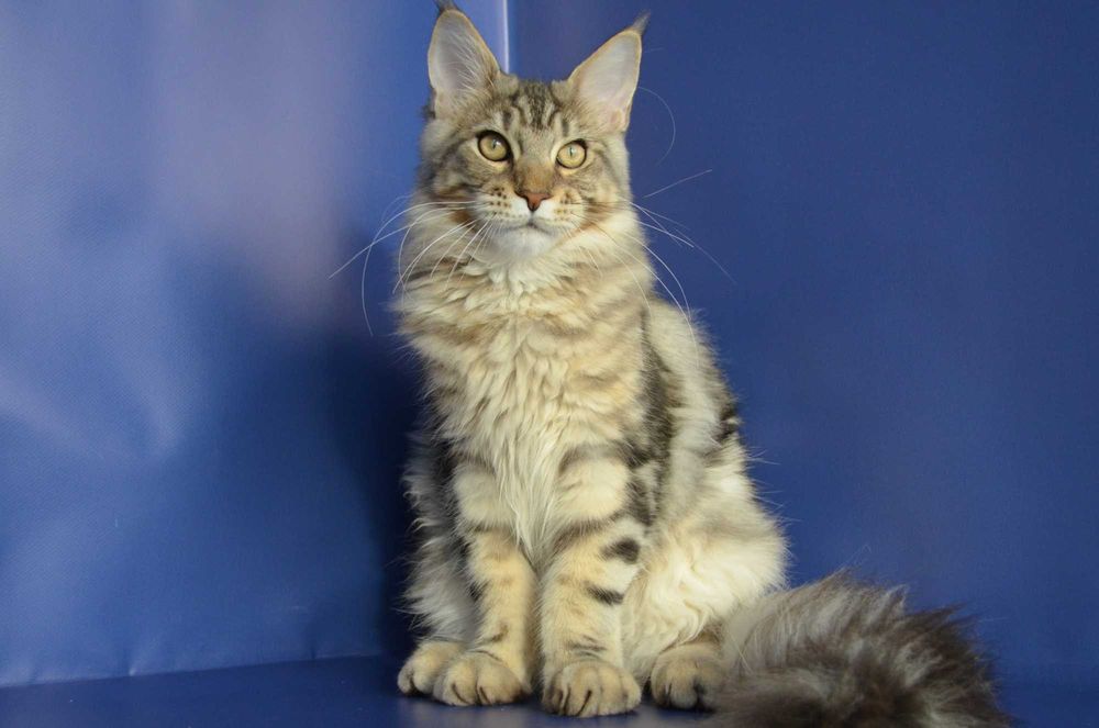 Мальчик Лаки 6 мес. Мейн кун.