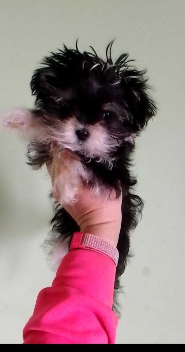 Хлопчик мінік,привитий