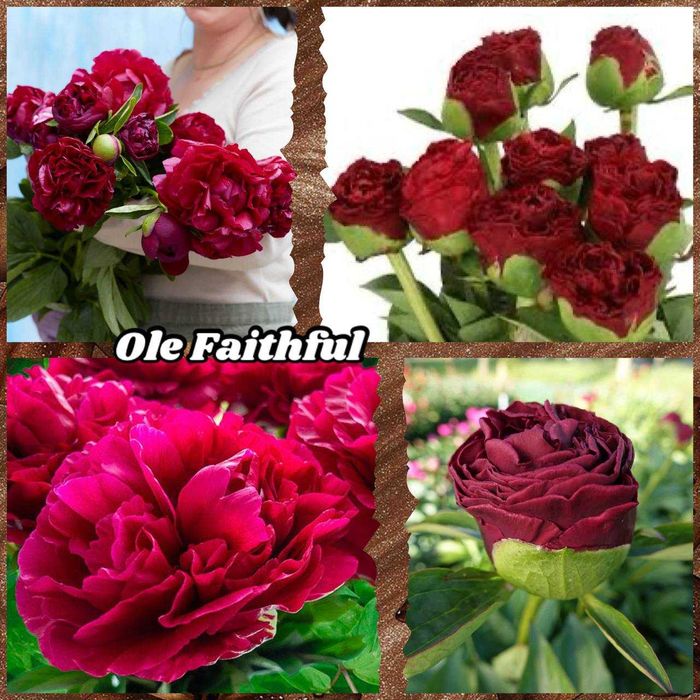 Півоній. Пионы, Ціна по закупці в Голландії