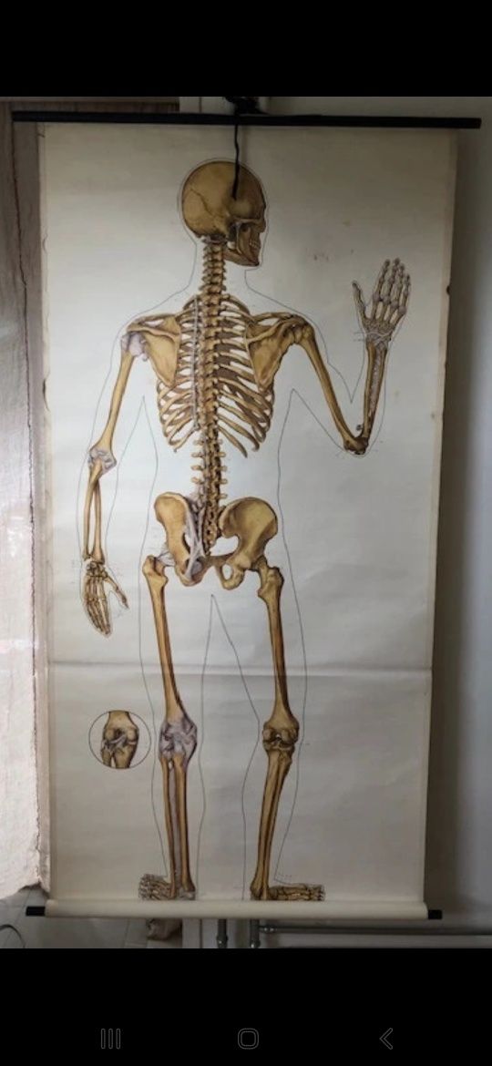 2 mapas esqueleto humano vintage