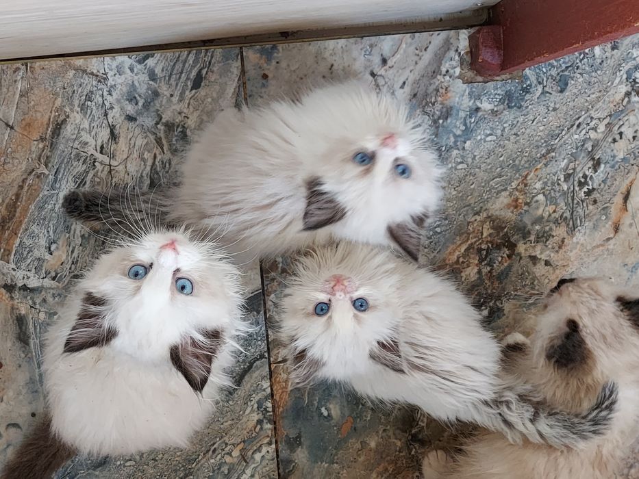 RAGDOLL KOCIAK wolny  Rezerwacja / odbiór od 24 X. 2025.