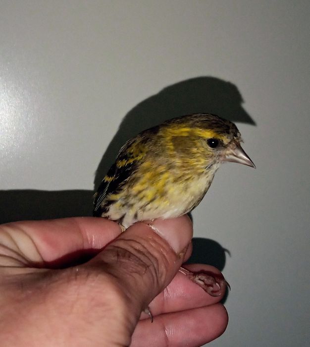 Vendo canários ou troco