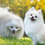 Szpic miniaturowy pomeranian sunia