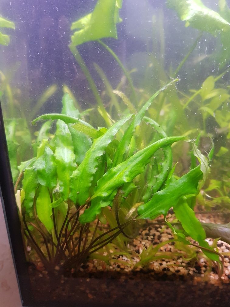 Sprzedam roślinkę akwariową Cryptocoryne wendtii