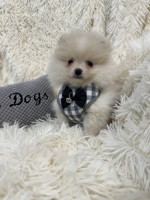 Pomeranian Szpic miniaturowy malutki chłopczyk