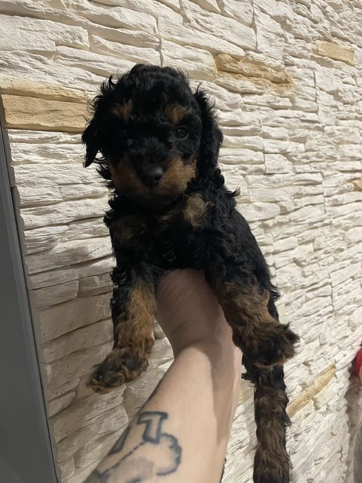 Pudel miniaturowy samiec phantom do rezerwacji