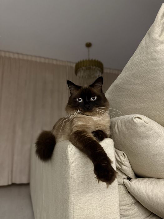 Reproduktor FPL Neva Masqarade 750zł