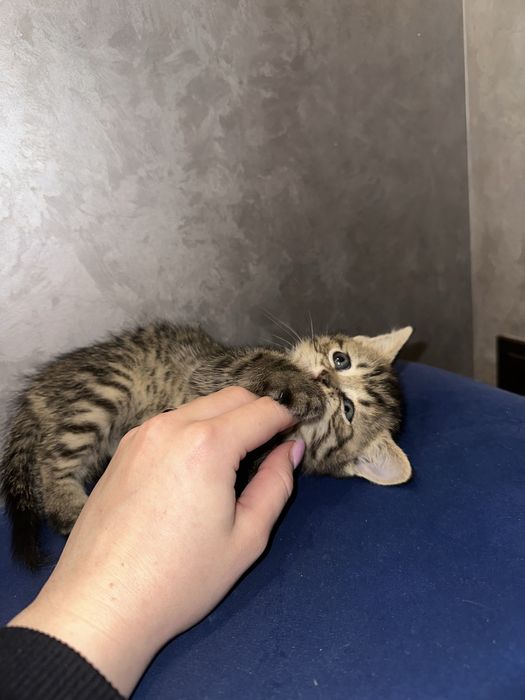 Кошеня дівчинка