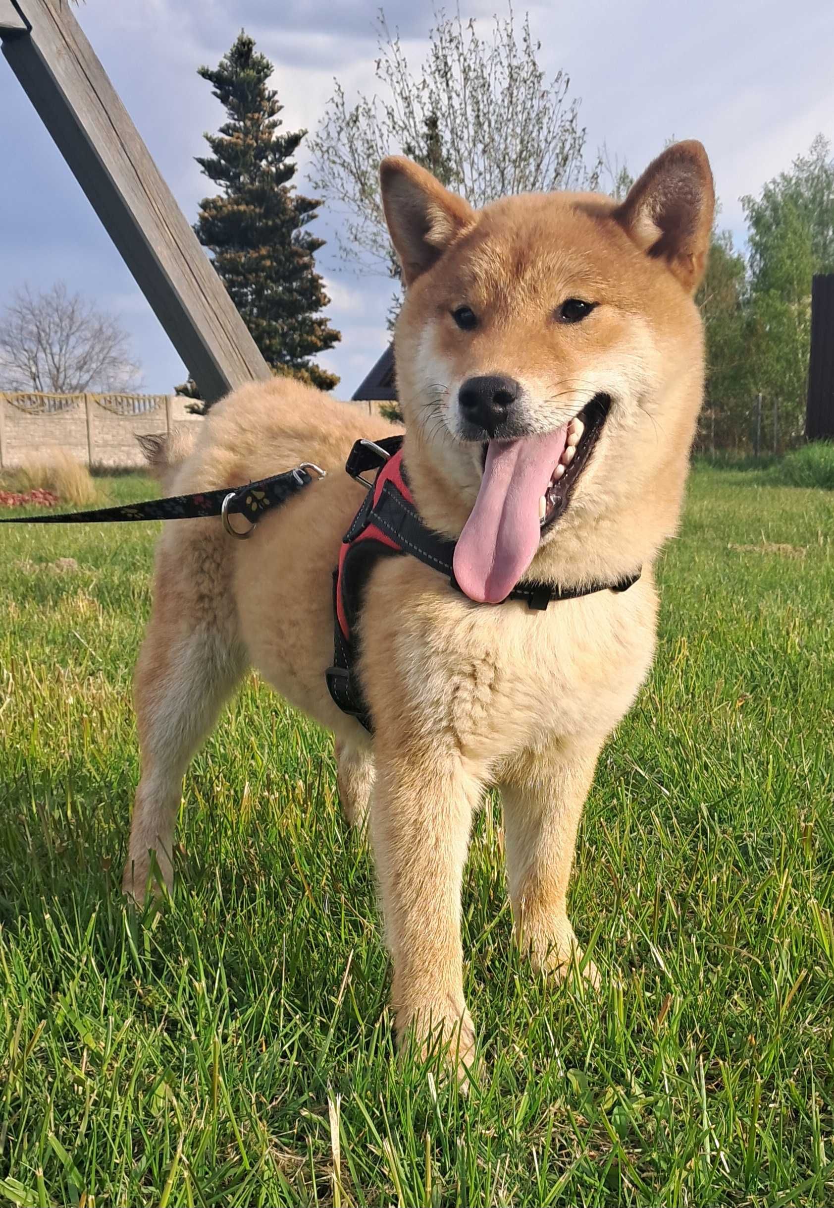 Piesek shiba Fci