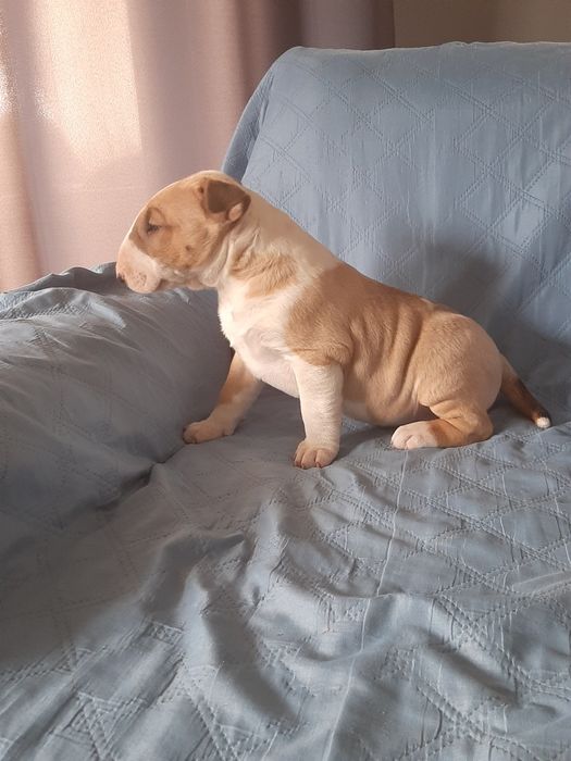 Bulterier standard -pies