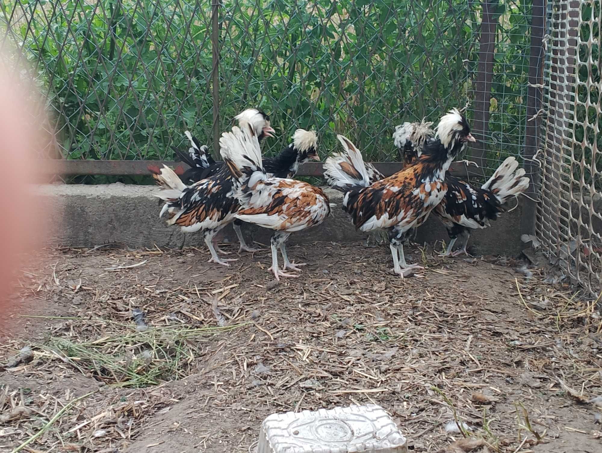 Zielononóżka kogut i inne