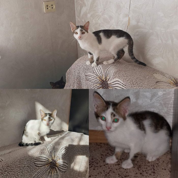 Котенок мальчик бесплатно. Кот. Котята. Котик. Даром.