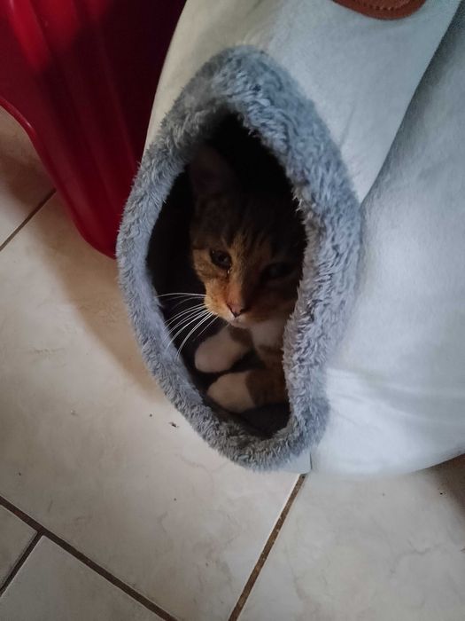 Oddam kotka, 4 miesiące