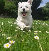 West Highland White Terrier suczka gotowa do zmiany domku