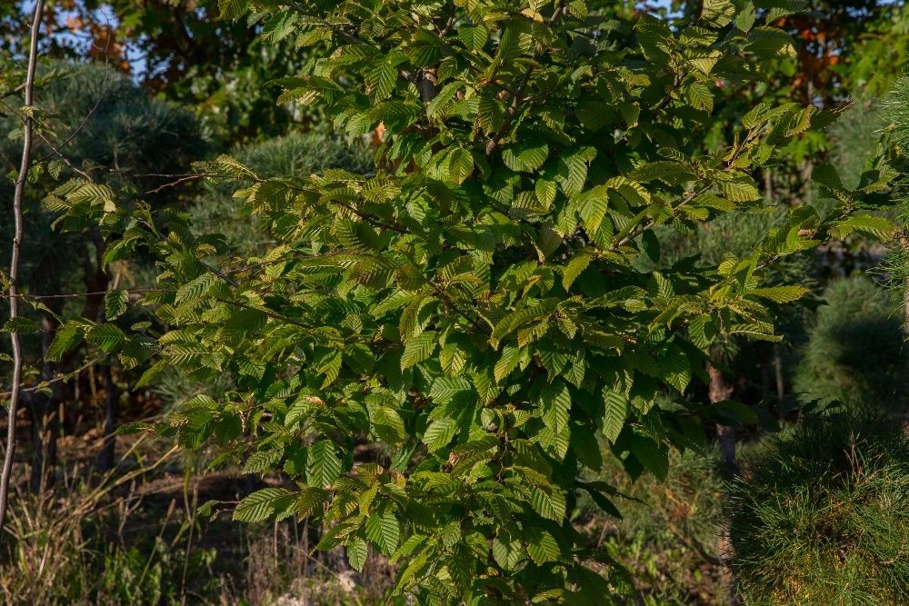 Grab Pospolity(Carpinus Betulus), wys. 4-5m,obwód pnia 8-10cm z gruntu