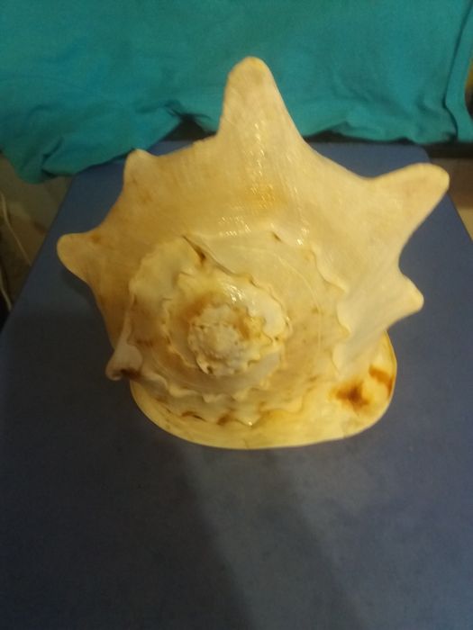 Ракушка океническая  Кассис Корнута (Cassis Cornuta)