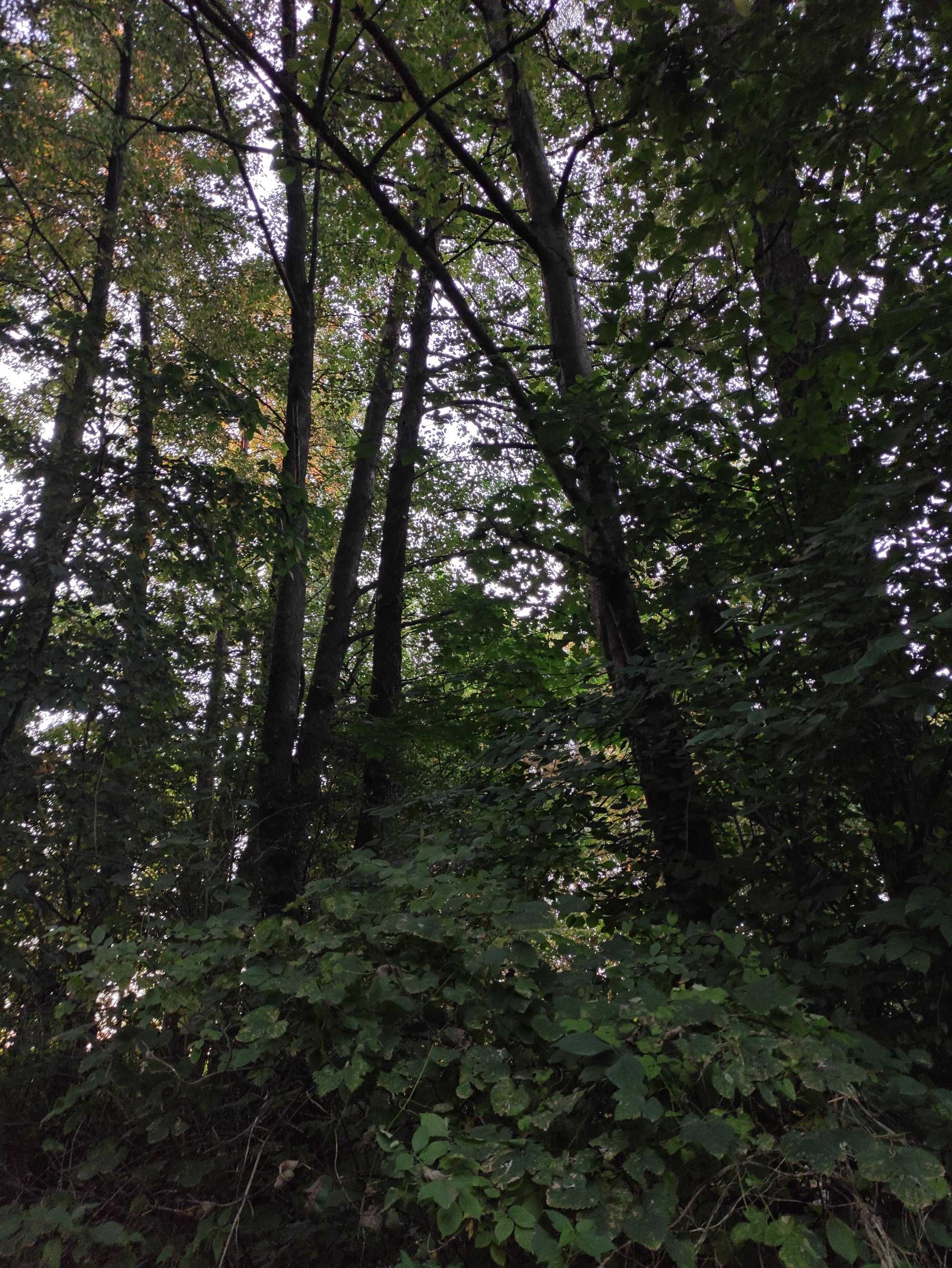 Drzewo olszyna na pniu,las olszynowy do wycięcia