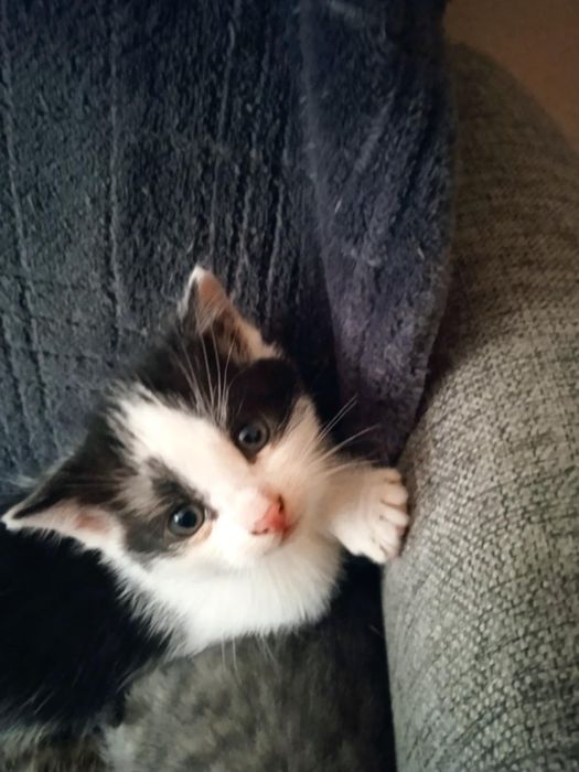 Oddam dwa biało czarne koty