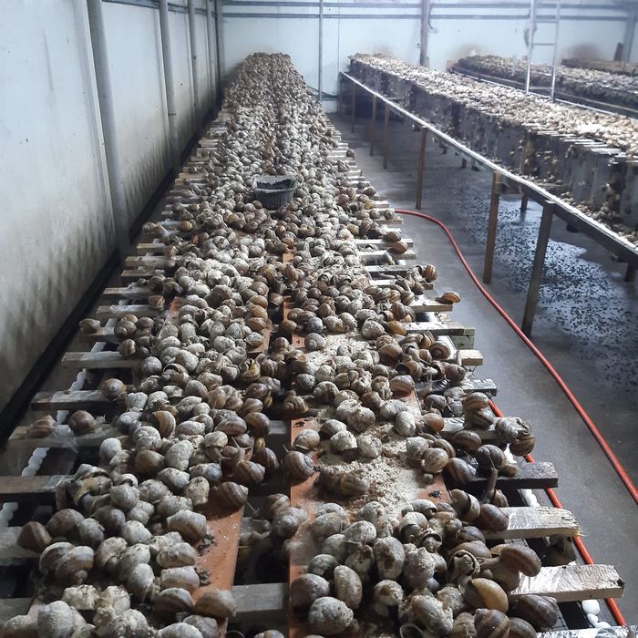 kokony I oseski ślimaka Maxima Muller