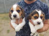 Suczka rasy Beagle