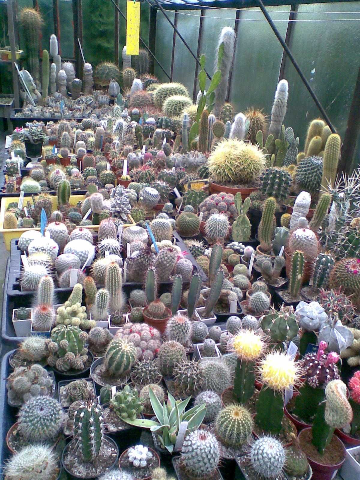 Kaktusy-likwidacja kolekcji