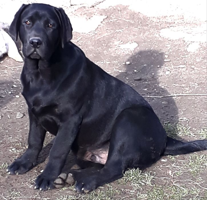 Labrador Retriever PIESEK