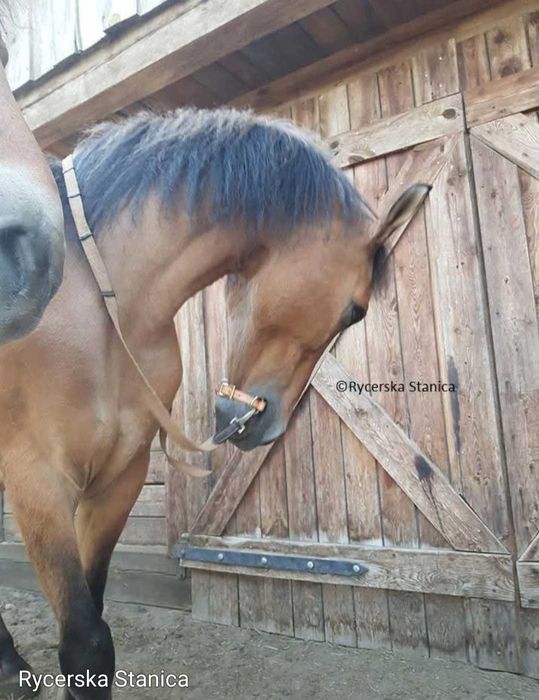 Skórzane wędzidło do jazdy bez oglowia