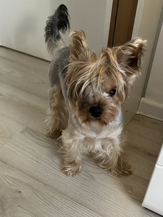 Oddam za darmo do adopcji yorka sunia Tosia