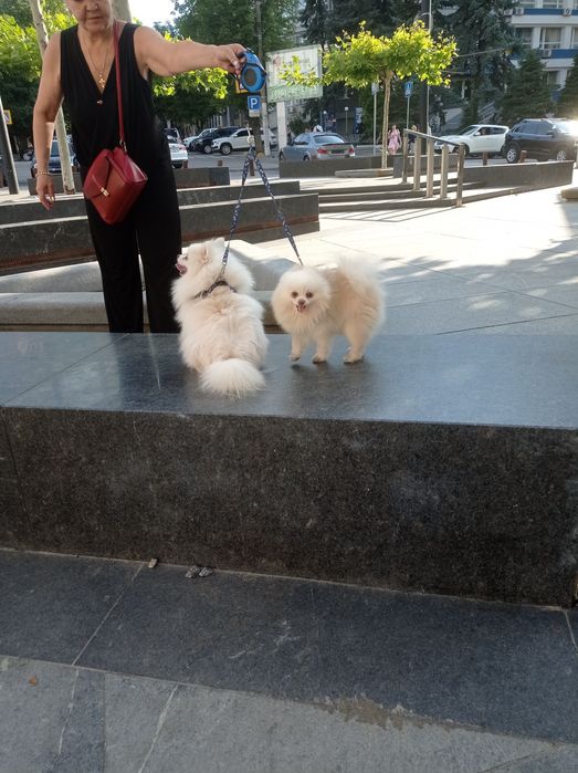 На вязку белые шпицы.