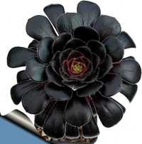 Suculenta Aeonium ROSA NEGRA - Lindissimas