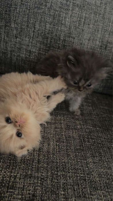 Gatinho persa muito docil