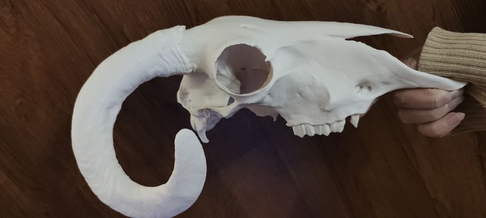 Połówka czaszki barana ozdoba do terrarium 3d