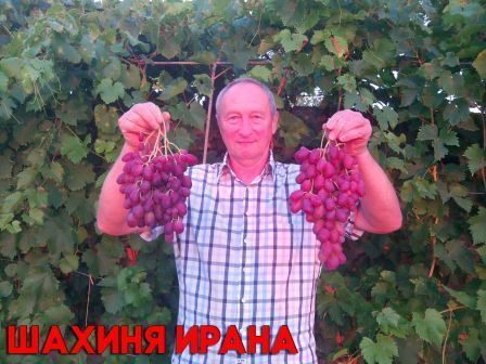 Корнесобственные саженцы винограда