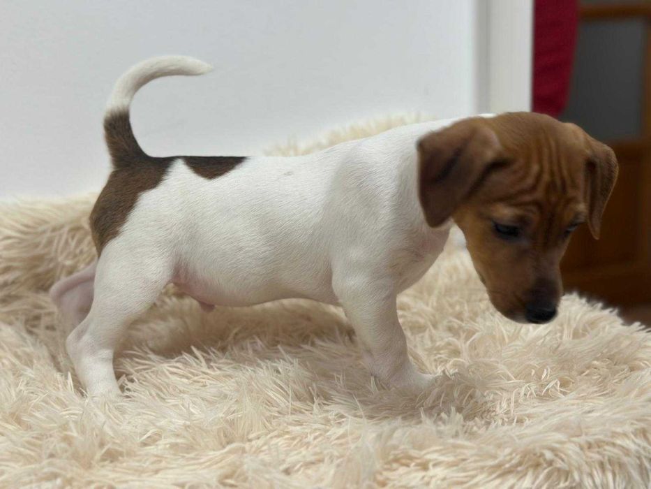 Jack Russell Terrier - szczeniak gotowy do zmiany domu.