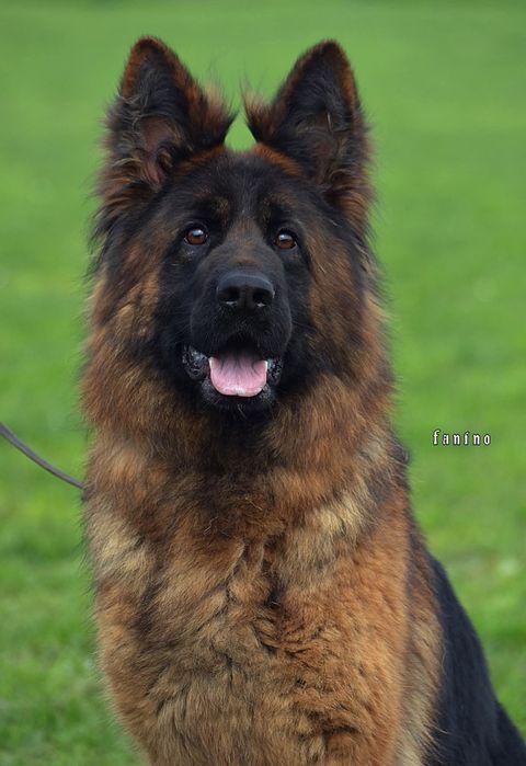 Німецька вівчарка довгошерста, імпорт Сербія.