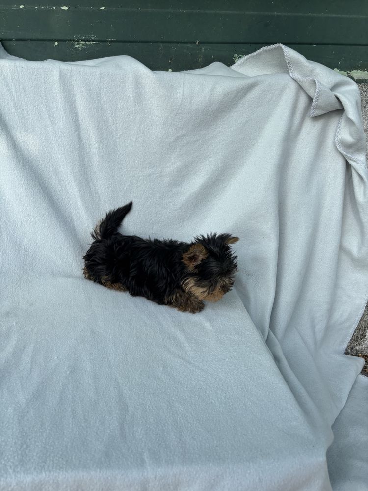 Yorkshire terrier miniatura macho