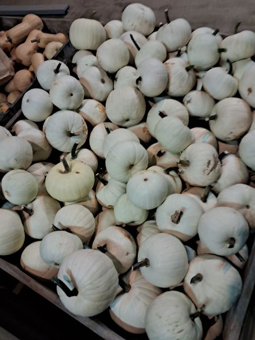 Dynia biała casperita