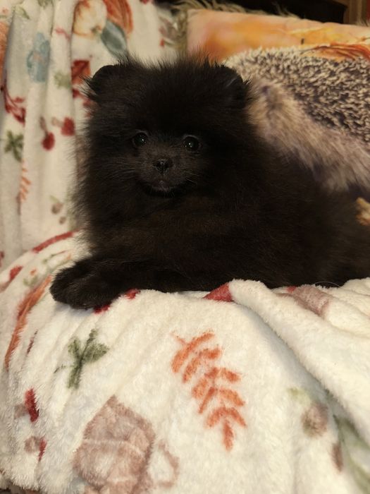 Szpic Miniaturowy Pomeranian Czarna sunia