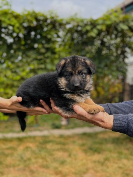 Цуценята німецької вівчарки