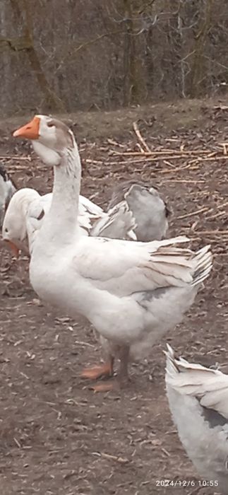 Гуси холмогори . Молоді 2024 рік.