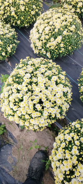 Sprzedam chryzantemy drobnokwiatowe