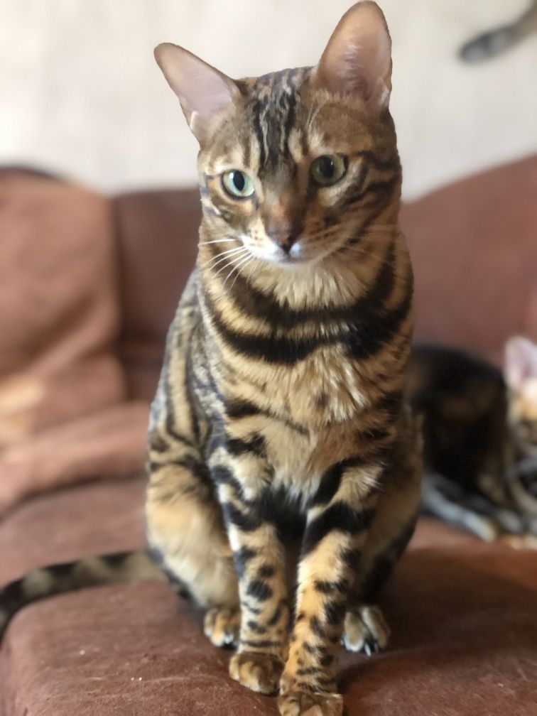 Бенгалький кот 1,5 года