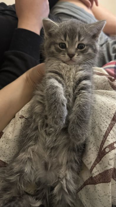 Прямовуха дівчинка