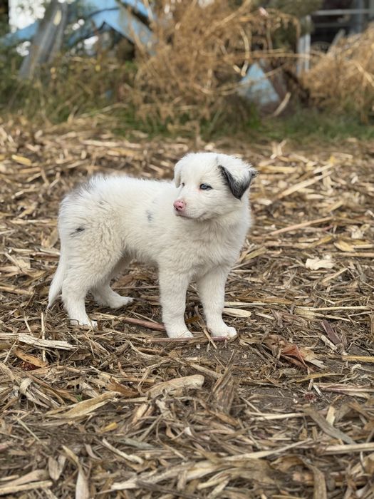 Border Collie azul merle fêmea