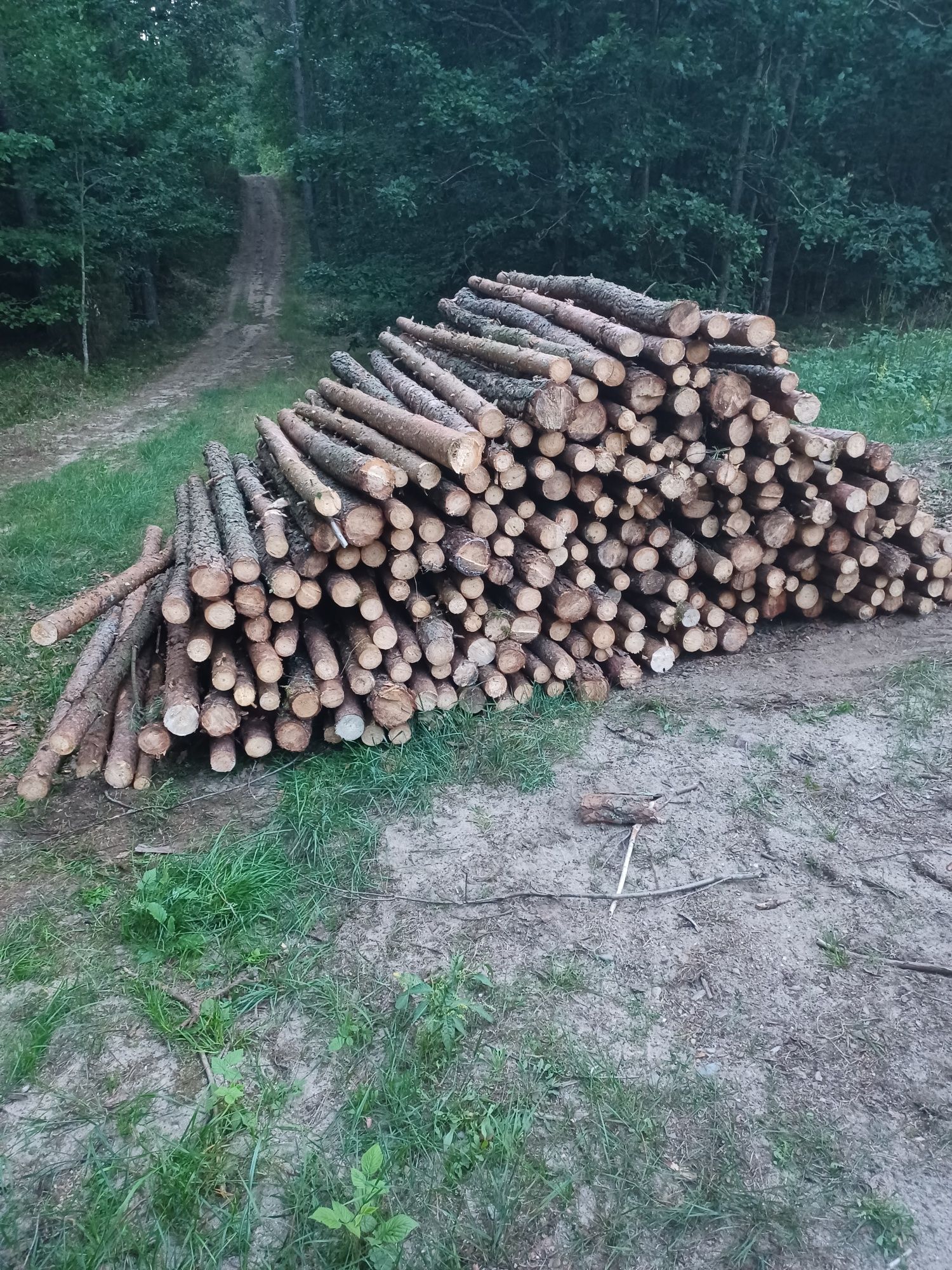 Stemple 3 m świeżo ścięte