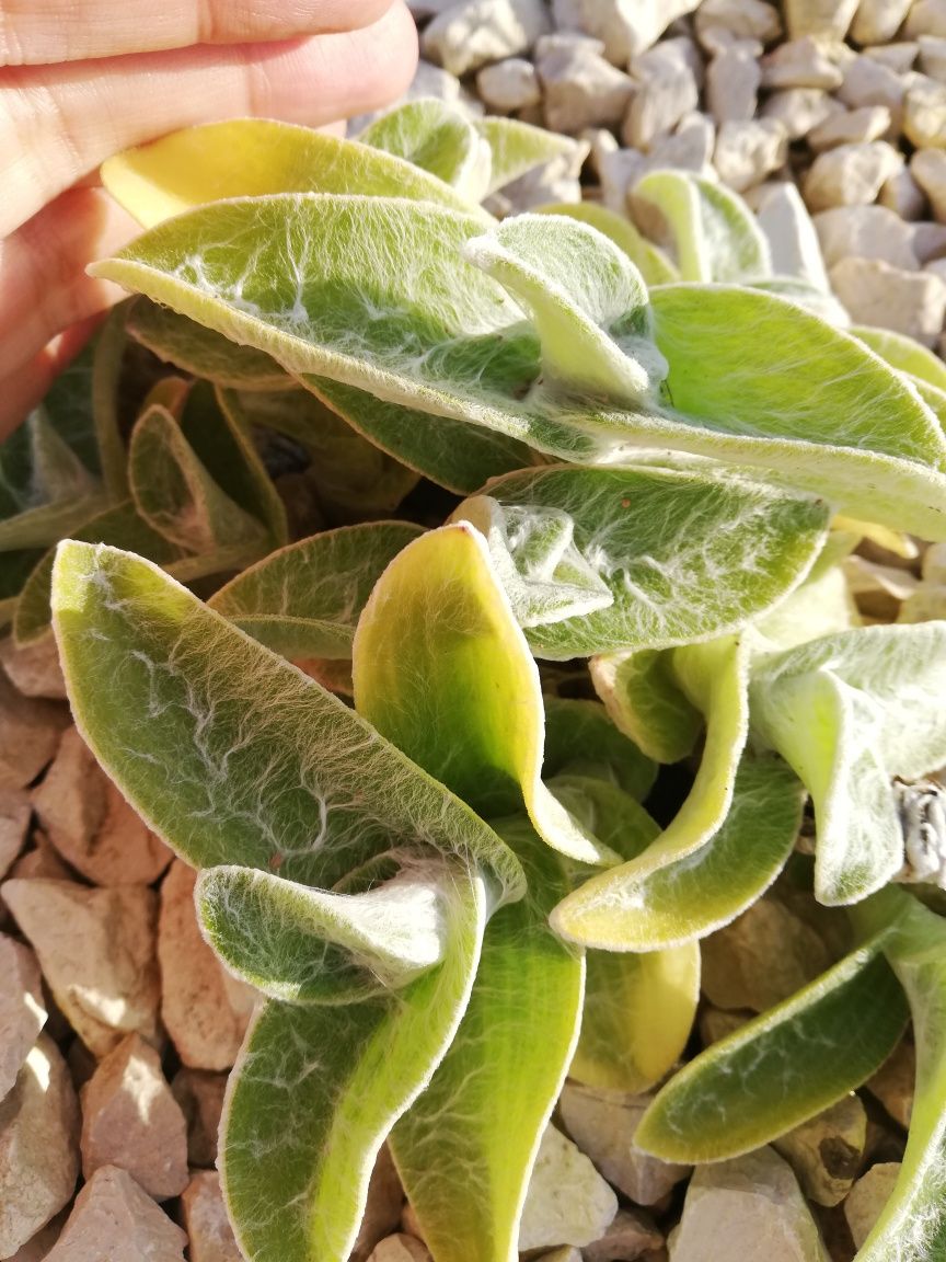 Saxifraga stolonifera, clorofito e suculentas