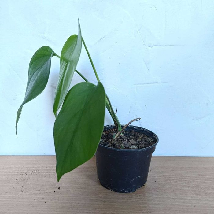 Монстера деликатесная