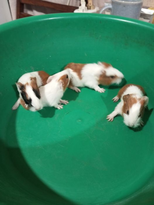 Продам морских свинок
